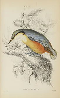1835 Antique Art Biology Bird Birds Classification