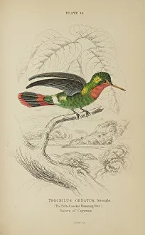 Hiresdigitized Prints: 1835 Antique Art Biology Bird Birds Classification