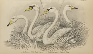 Naturalists Prints: 1835 Antique Art Biology Bird Birds Classification