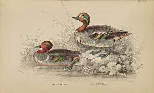 Naturalists Prints: 1835 Antique Art Biology Bird Birds Classification
