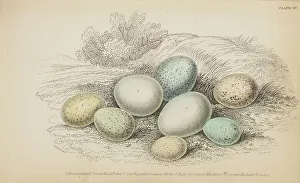 Eggs Prints: 1835 Antique Art Biology Bird Birds Classification
