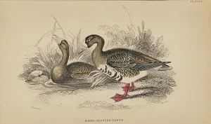 Naturalists Prints: 1835 Antique Art Biology Bird Birds Classification