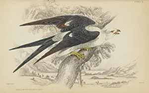 Hiresdigitized Prints: 1835 Antique Art Biology Bird Birds Classification