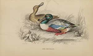 Naturalists Prints: 1835 Antique Art Biology Bird Birds Classification