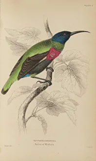 1835 Antique Art Biology Bird Birds Classification