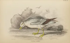 Naturalists Prints: 1835 Antique Art Biology Bird Birds Classification