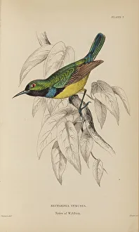 Naturalists Prints: 1835 Antique Art Biology Bird Birds Classification