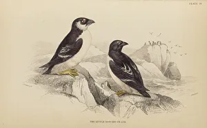 Naturalists Prints: 1835 Antique Art Biology Bird Birds Classification