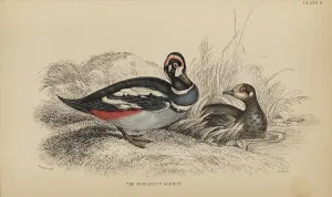 Naturalists Prints: 1835 Antique Art Biology Bird Birds Classification