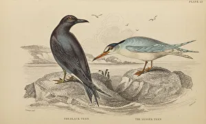Naturalists Prints: 1835 Antique Art Biology Bird Birds Classification
