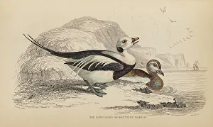 Naturalists Prints: 1835 Antique Art Biology Bird Birds Classification