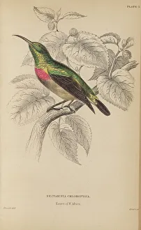 Naturalists Prints: 1835 Antique Art Biology Bird Birds Classification