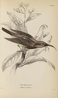 Naturalists Prints: 1835 Antique Art Biology Bird Birds Classification
