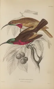 1835 Antique Art Biology Bird Birds Classification