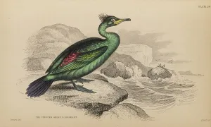 Naturalists Prints: 1835 Antique Art Biology Bird Birds Classification