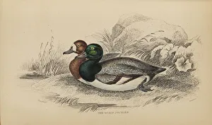 Naturalists Prints: 1835 Antique Art Biology Bird Birds Classification