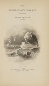 Naturalists Prints: 1835 Antique Art Biology Bird Birds Classification