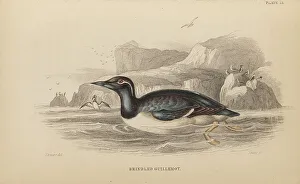 Naturalists Prints: 1835 Antique Art Biology Bird Birds Classification
