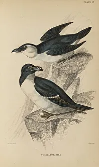 Bill Prints: 1835 Antique Art Biology Bird Birds Classification
