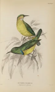 Naturalists Prints: 1835 Antique Art Biology Bird Birds Classification