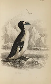 Naturalists Prints: 1835 Antique Art Biology Bird Birds Classification