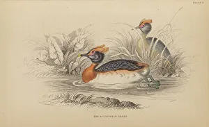 Naturalists Prints: 1835 Antique Art Biology Bird Birds Classification