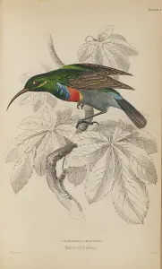 Naturalists Prints: 1835 Antique Art Biology Bird Birds Classification