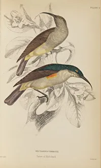 Naturalists Prints: 1835 Antique Art Biology Bird Birds Classification