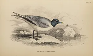 1835 Antique Art Biology Bird Birds Classification