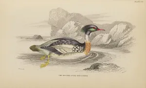 Naturalists Prints: 1835 Antique Art Biology Bird Birds Classification