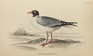 Naturalists Prints: 1835 Antique Art Biology Bird Birds Classification