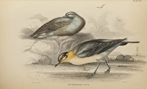 Naturalists Prints: 1835 Antique Art Biology Bird Birds Classification