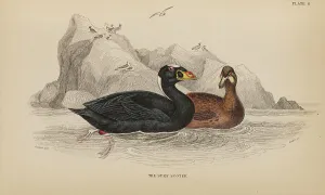 Naturalists Prints: 1835 Antique Art Biology Bird Birds Classification
