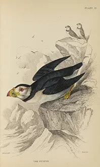Naturalists Prints: 1835 Antique Art Biology Bird Birds Classification