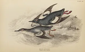 Naturalists Prints: 1835 Antique Art Biology Bird Birds Classification