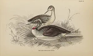 1835 Antique Art Biology Bird Birds Classification