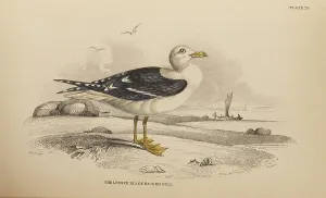Naturalists Prints: 1835 Antique Art Biology Bird Birds Classification