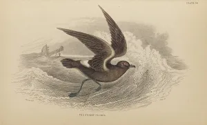 Naturalists Prints: 1835 Antique Art Biology Bird Birds Classification
