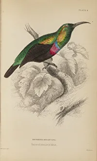 Naturalists Prints: 1835 Antique Art Biology Bird Birds Classification
