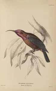 Naturalists Prints: 1835 Antique Art Biology Bird Birds Classification