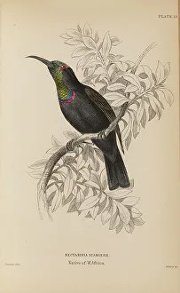 Naturalists Prints: 1835 Antique Art Biology Bird Birds Classification