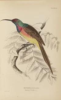 Naturalists Prints: 1835 Antique Art Biology Bird Birds Classification