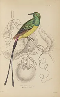 Naturalists Prints: 1835 Antique Art Biology Bird Birds Classification