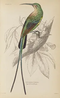 Naturalists Prints: 1835 Antique Art Biology Bird Birds Classification