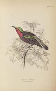 Naturalists Prints: 1835 Antique Art Biology Bird Birds Classification