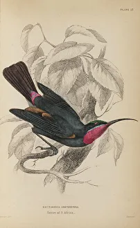 Naturalists Prints: 1835 Antique Art Biology Bird Birds Classification
