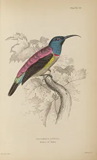 Naturalists Prints: 1835 Antique Art Biology Bird Birds Classification