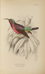 Naturalists Prints: 1835 Antique Art Biology Bird Birds Classification