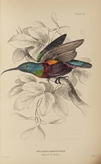 Naturalists Prints: 1835 Antique Art Biology Bird Birds Classification