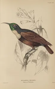 Naturalists Prints: 1835 Antique Art Biology Bird Birds Classification